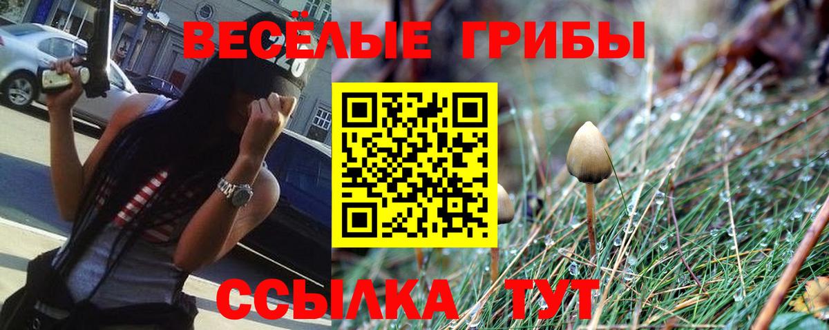 Псилоцибиновые грибы Psilocybine cubensis Ставрополь